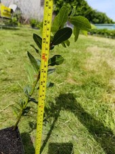 40cm tall organic for sale  PAIGNTON