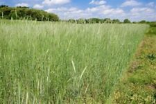 Elbon rye grain for sale  Odessa