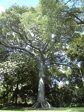 Kapok ceiba pentandra for sale  Elko