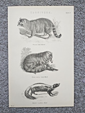 Examples carnivora including for sale  STAFFORD