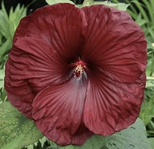 Heartthrob hardy hibiscus for sale  Waterloo