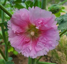 Hollyhock flower seeds for sale  Sandia Park