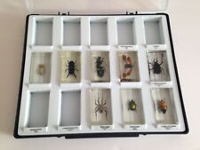 Boite inclusions insectes d'occasion  France