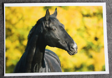 trakehner gebraucht kaufen  Limburg a. d. Lahn