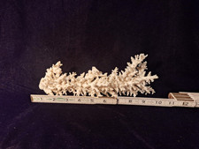 White coral piece for sale  Cleveland