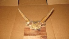 Skull goat head for sale  Highland