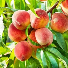 Nemaguard peach fruit for sale  Bronx