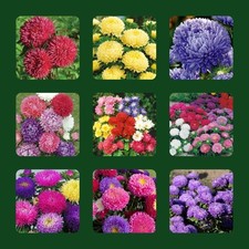 Flower seeds chinese for sale  LONDON