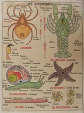 Affiche scolaire mdi d'occasion  Arras