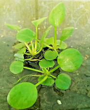 Remplacant pistia statiotes d'occasion  Krautergersheim