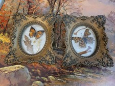 Real butterfly specimens for sale  Angola
