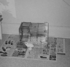 1967 Gaiola para Rato de Estimação Jornal Configuração Interna Mesa de Canto Coelho Brinquedo comprar usado  Enviando para Brazil