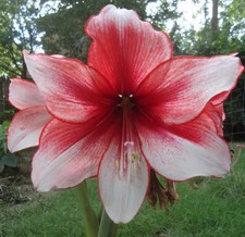 Charisma amaryllis bulb for sale  Rock Island