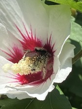 Hibisken hibiskus winterhart gebraucht kaufen  Pretzfeld