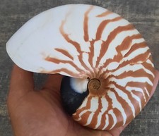 Curiosité coquillage superbe d'occasion  Montpellier-