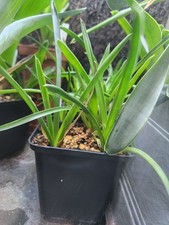 Jungpflanzen brocchinia hechti gebraucht kaufen  Bayreuth