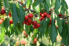 Prunus avium ciliegio usato  Trappeto