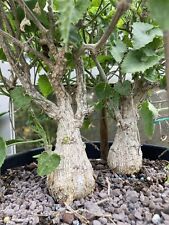 Corallocarpus bainesii graines d'occasion  Cahors