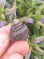 Rare pleurtomaria gastropod for sale  REDCAR
