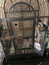 Sale xxxxl bird for sale  HAYES