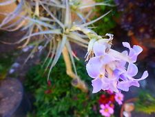 3belles tiges plantes d'occasion  Saint-Cyprien