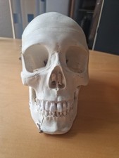 Anatomischer schädel medizin gebraucht kaufen  Eschwege