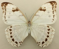 Morpho polyphemus luna gebraucht kaufen  München
