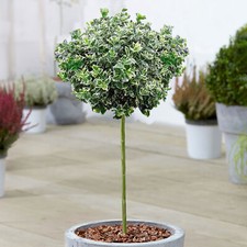 Euonymus emerald gaiety for sale  UK