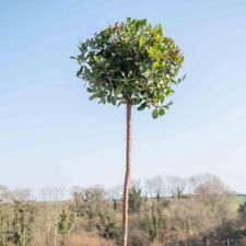 Arbutus unedo 9cm for sale  UK