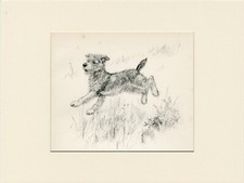 Lakeland terrier lovely for sale  COLEFORD