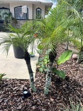 Phoenix roebelenii pygmy for sale  New Smyrna Beach