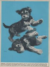 Airedale terrier puppy for sale  Tampa
