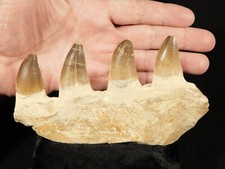 Larger mosasaurus jaw for sale  Salt Lake City