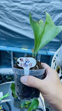 Platycerium staghorn fern for sale  Oakland Gardens
