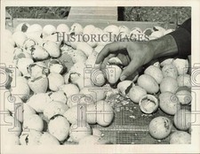 Press photo turkey for sale  Memphis