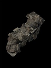 Ichthyosaur fossil lyme for sale  DORCHESTER