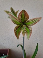 Hippeastrum iguazuanum bulb usato  Bagnoregio