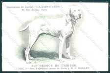 Animali cane cane usato  Gambolo