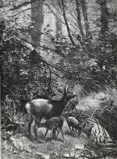 Veado mãe corça e gêmeos Fawns in the Forest, linda estampa antiga grande da década de 1880, usado comprar usado  Enviando para Brazil