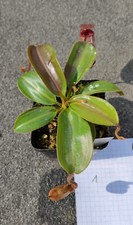 Nepenthes rajah kannenpflanze gebraucht kaufen  Erfurt
