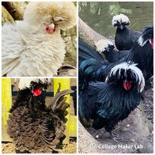 Polish blue black for sale  HUNTINGDON
