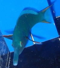 Large wrasse saltwater for sale  Homestead