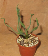 Albuca concordiana sukkulente gebraucht kaufen  Falkensee