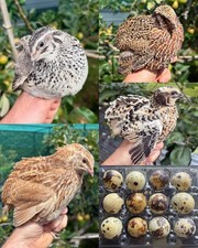 Coturnix quail eggs for sale  OXTED