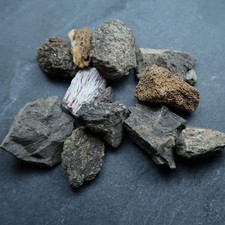 fossil dinosaur bones for sale  LEICESTER