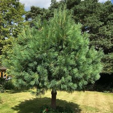 Pinus wallichiana bhutan for sale  YORK