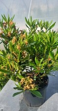 Rhododendron 10 liter gebraucht kaufen  Solingen
