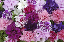 Flower petunia double for sale  WREXHAM