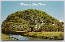 Hawaiian monkey pod for sale  Fort Wayne