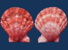 Concha de corallinoides Shell Pecten comprar usado  Enviando para Brazil